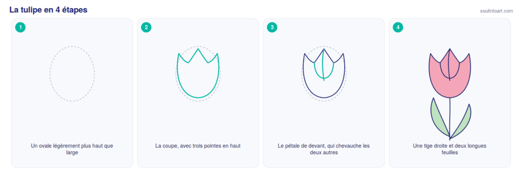 Comment dessiner une tulipe en 4 étapes : un ovale, la coupe à trois pointes, le pétale de devant, puis la tige et les feuilles.